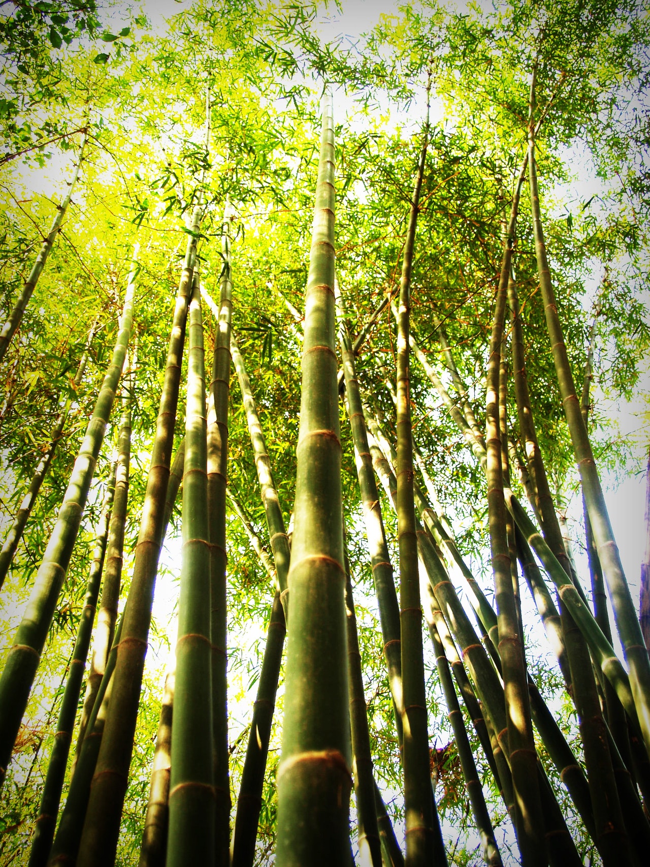 Golden Bamboo Brilliant Scents