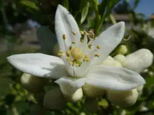 Orange Blossom Βrilliant Scents