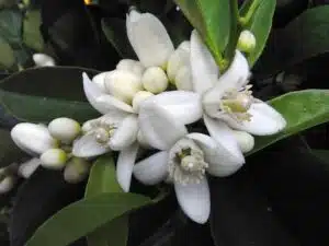 Neroli Fragrance Oil Βrilliant Scents