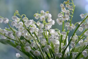 lilies of the valley Brilliant Scents