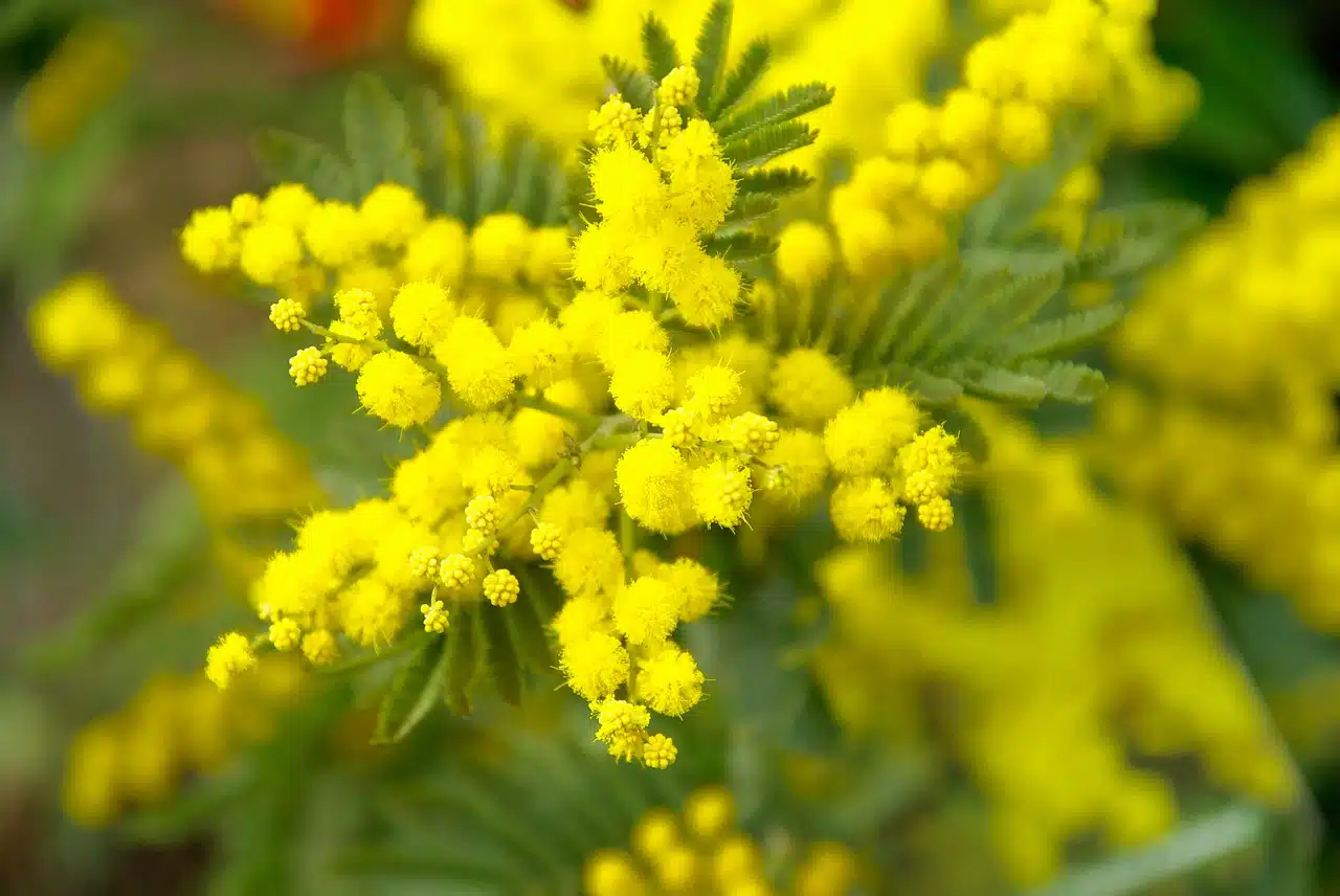 mimosa Brilliant Scents