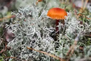 mushroom Brilliant Scents