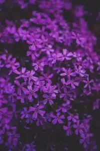 Violet Fragrance Oil Brilliant Scents