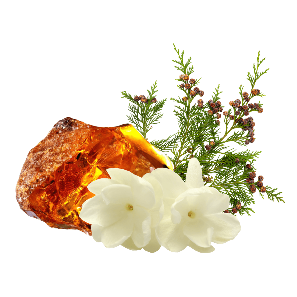 amber, cedar leaves, jasmine brilliant scents